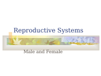 Reproductive Systems.pdf